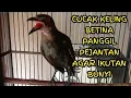 Download Lagu Burung Cucak keling Betina Gacor Menyeramkan