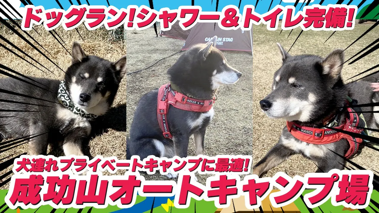 【関東栃木県那須塩原】犬連れキャンプドッグフリーサイト紹介！成功山オートキャンプ場 サムネイル