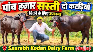 पांच हजार सस्ती दो कटड़ियाँ, एक ही जगह बिक्री के लिए उपलब्ध || Saurabh Kodan Dairy Farm (7982838313)