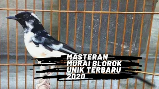 Download SUARA BURUNG MURAI MASTERAN MURAI BLOROK GACOR MP3