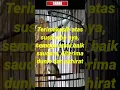 Download Lagu Brinji RAmbut tunggir #viral #langka