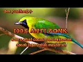 Download Lagu Suara pikat cucak ranting || cucak ranting #cucakranting #cucakrante #burungkicau #suarapikatampuh