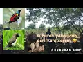 Download Lagu SUARA BURUNG BURUNG\
