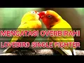 Mengatasi Lovebird Single Fighter Over Birahi