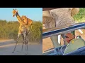 Download Lagu The Best Animal Sightings of 2025: Jaw-Dropping Moments You Won't Believe!