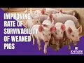 Improving Rate of Survivability of Weaned Pigs