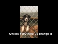 Lucky Dog Animal Rescue s Florence SC Shelter Partner 2017