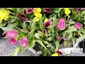 The Ultimate Guide To Getting The Most Out Of Your Calla Lilies