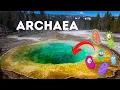 Archaea - They may look like Bacteria but they are not Bacteria