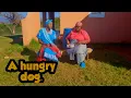 Download Lagu A hungry dog | Mamezala