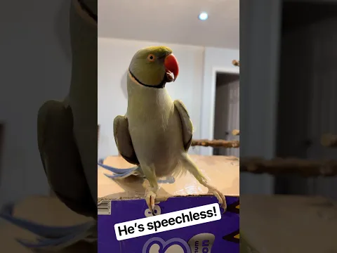 Heβs too smitten to speak! #couplegoals #cutepets #cuteanimals #talkingbird #talkingparrot