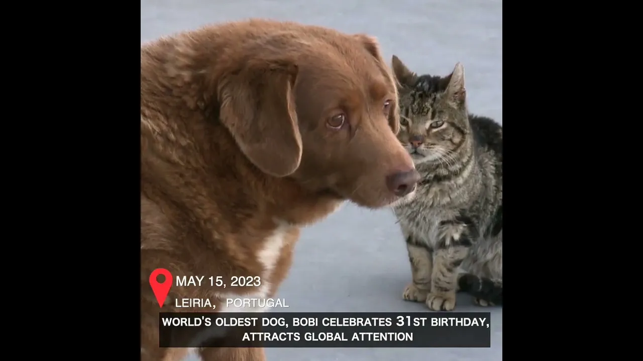 World's oldest dog, Bobi celebrates 31st birthday, attracts global attention