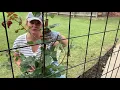 How To Properly Attach A Climbing Rose To A Trellis Favorite Hobby Gardener