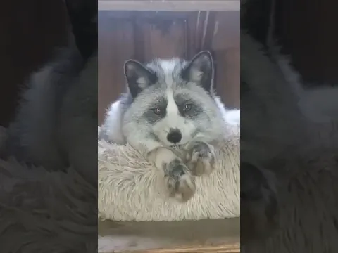 Help us save our newest surrendered fox