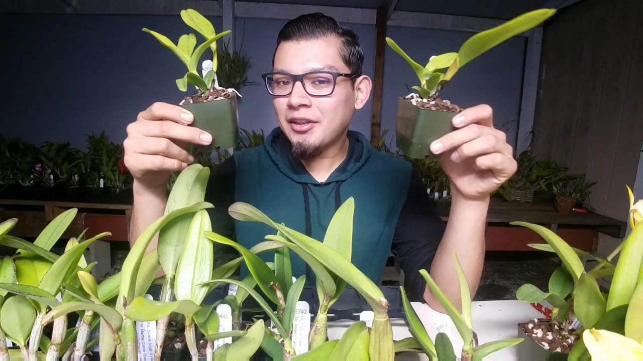 MAY ORCHID HAUL AND HOW I GOT STARTED WITH ORCHIDS!
