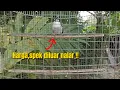 Download Lagu SIAPAPUN PASTI TAK PERCAYA‼️BURUNG SEMURAH INI TERNYATA BISA SEMEWAH INI‼️@KangarifPantau
