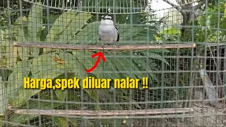 Download SIAPAPUN PASTI TAK PERCAYA‼️BURUNG SEMURAH INI TERNYATA BISA SEMEWAH INI‼️@KangarifPantau MP3