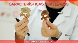 Características vertebrais