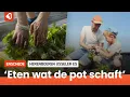 Download Lagu Eerste uitgifte Herenboeren Usseler Es geslaagd: sla, rucola, dille en meer op het menu