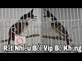 Lagu Rất Nhiều Bổi Víp Bộ Khủng Mào Lân Thái Độ Rất Gấu Giọng Hay 19/12/25 | Khải Chim Hoà Bình