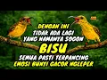 Lagu Jebol birahi dan emosi‼️ Pancingan sogon agar bunyi gacor