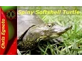 Snorkel Turtle - Soft Shelled Turtle