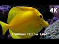 Yellow Fish Tang with Water Sounds Aquarium Fish Tank with Water Sound - 4K