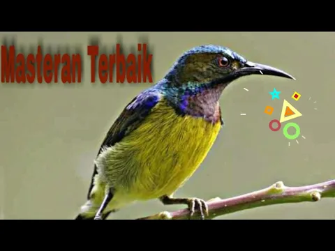 Download MP3 Masteran Terbaik Kolibri Kelapa Di Jamin Masuk