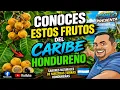 Conoce estos frutos el Caribe de