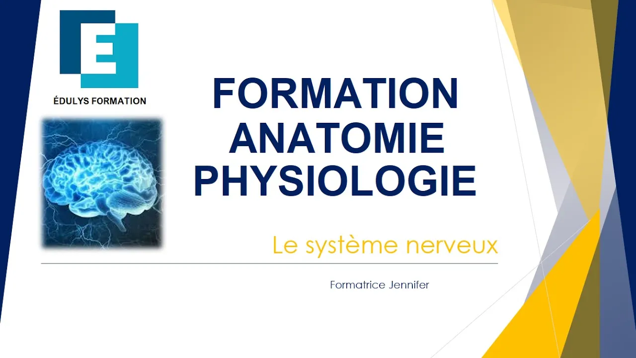 Système nerveux - Formation d'anatomie et physiologie - École Édulys Formation