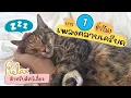 Download Lagu เพลงคลายเครียดแมว (สงบขึ้น ลดเครียดได้ผลจริง)