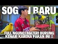 Download Lagu DAPET SOGON ISIAN FULL KENARI !! NYARIS GADA SUARA SOGONNYA.