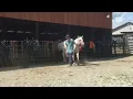 Download Lagu 🚨DIRECT SHIP 58-Arabian/QH gelding 11yr old 14.3H $1000