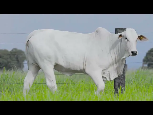 Novilha Nelore LSA - 2442