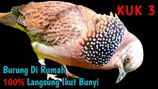 Download Suara Burung Tekukur KUK 3 Gacor Paling Ampuh Untuk Pancingan Yang Malas Bunyi MP3