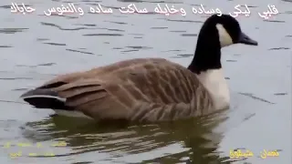 انتي كلك زينه  كلمات بر محمد نور غناء حمد الريح تسجيل نادر مكتبة صديقي نعمان شيقوق دندنها