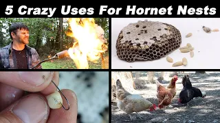 5 Incredible Things You Can Do With Hornet Nests & Larvae