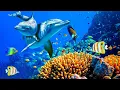 Download Lagu Yспокаивающая музыка для нервов 🌿 лечебная музыка для сердца и сосудов, релакс, музыка для души