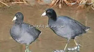 صوت طائر الغر دمج انثى ذكر 
