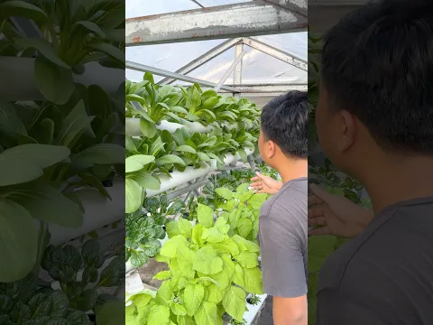 SATU WADAH BERAGAM SAYURAN ππ Hidroponik Nano-Nano Di Halaman Rumah