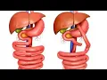 Anastomosis CPT codes - simplify medical coding