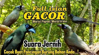 murai papua murai irian gacor suara jernih full isian mewah