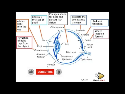 Download MP3 THE HUMAN EYE (structure and function) GRADE 12 LIFE SCIENCES : ThunderEDUC: M.SAIDI