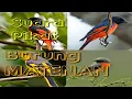 Download Lagu Suara pikat burung Mantenan | Burung Sepah