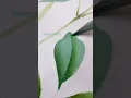 Lagu How to paint a Chinoiserie style leaf