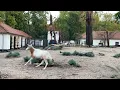 Download Lagu Nieuwe algazellenbok in ARTIS