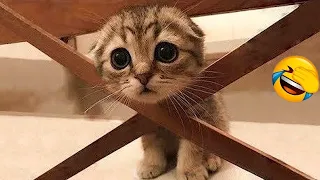 Funniest Dogs and Cats Clips 2025😼🐶||Try Not To Laugh😜