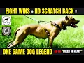 The Story of GR CH QUEEN OF HEARTS 8xw No opponent scratch back APBT HISTORY GAMEDOG LEGACY
