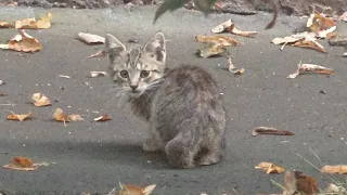 New 2 kittens is very wilde