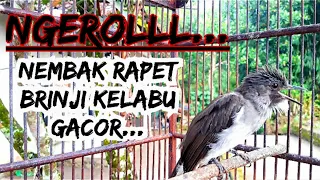 Download Ngeroll....nembak rapet brinji kelabu gacor untuk masteran dan pancingan brinji bahan MP3